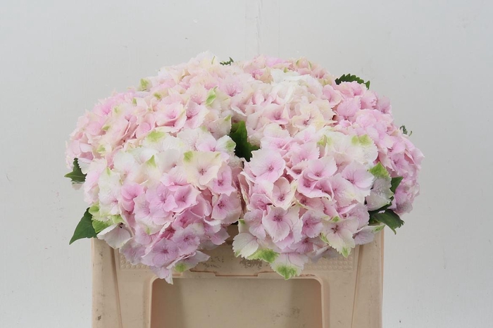 <h4>Hydr M Mag Emerald</h4>