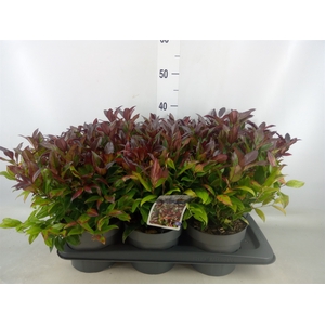 Leucothoe axillaris 'Zeblid'