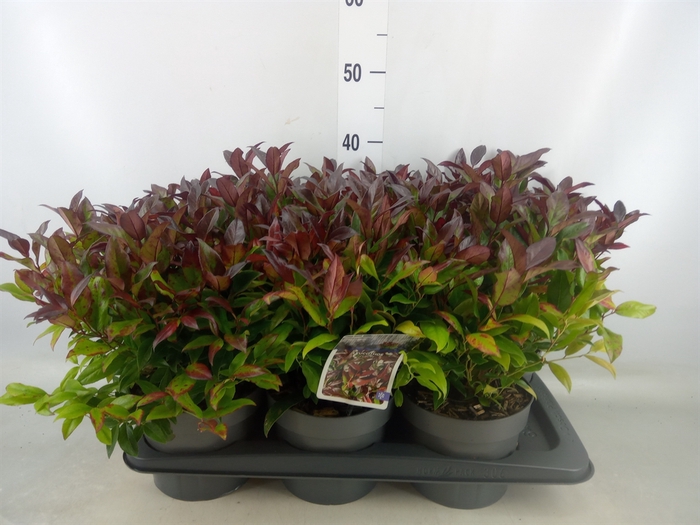 <h4>Leucothoe axillaris 'Zeblid'</h4>