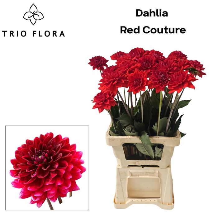 <h4>DAHLIA RED COUTURE</h4>