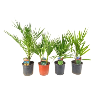 Palmen mix outdoor - 3/4 soorten