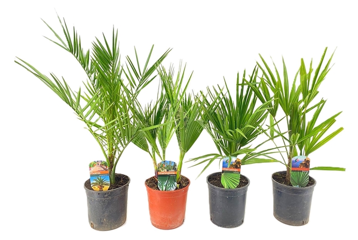 <h4>Palmen mix outdoor - 3/4 soorten</h4>