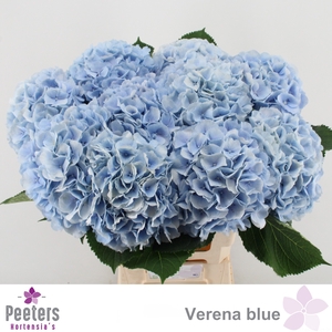 HYDR M CH VERENA BL