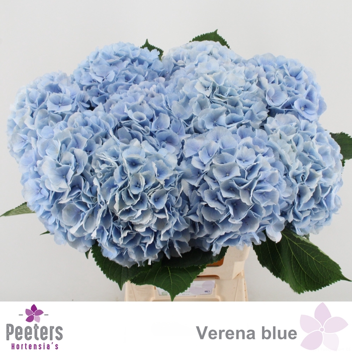 <h4>HYDR M CH VERENA BL</h4>