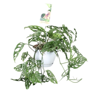 Monstera obliqua in hangpot