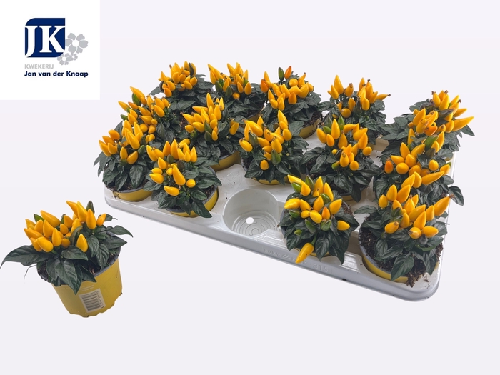 <h4>CAPS AN SAL YELLOW</h4>