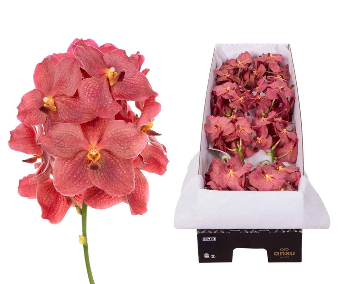<h4>Vanda 'Nitaya Salmon'</h4>