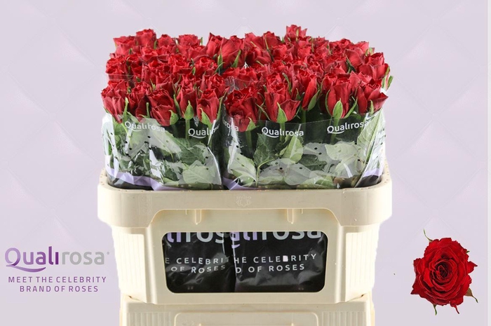 <h4>R Gr Madam Red</h4>