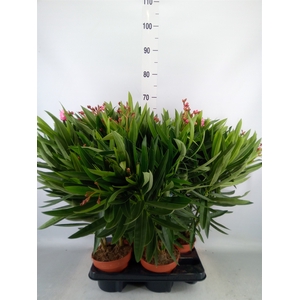 Nerium oleander   ...