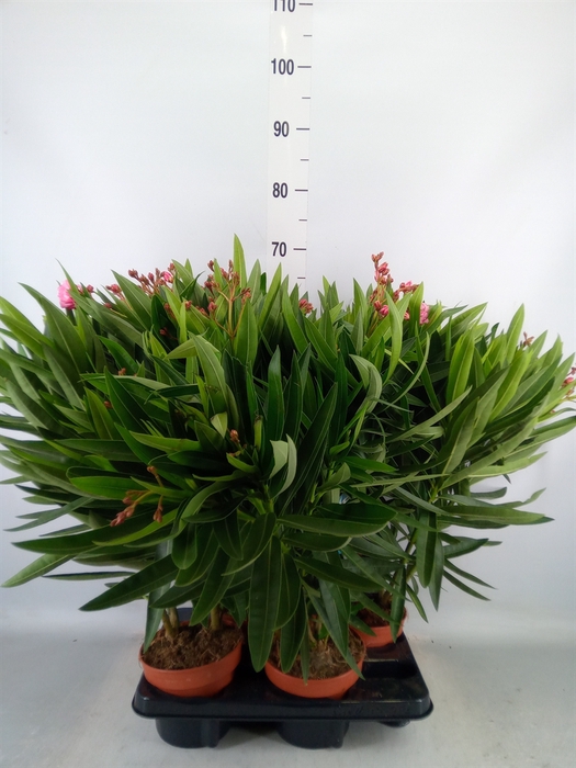<h4>Nerium oleander   ...</h4>