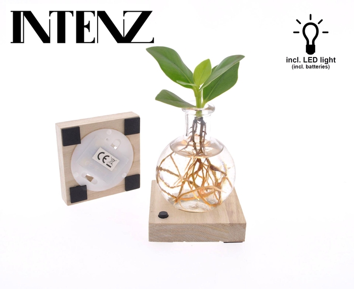 <h4>Clusia rosea Princess</h4>