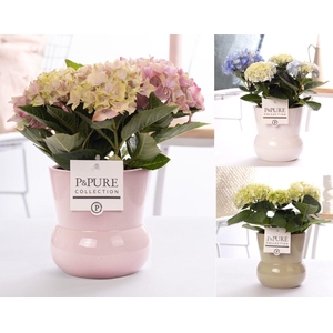 Hydrangea mix in P&PURE Plant Vase Maxima ass. 3