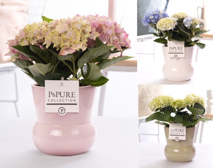 <h4>Hydrangea mix in P&PURE Plant Vase Maxima ass. 3</h4>