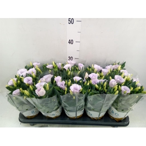 Eustoma russ. EN 'Carmen Ivory'