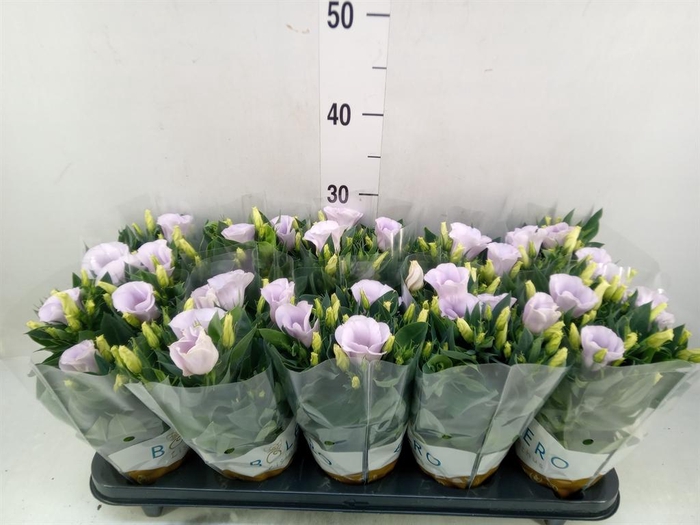 <h4>Eustoma russ. EN 'Carmen Ivory'</h4>