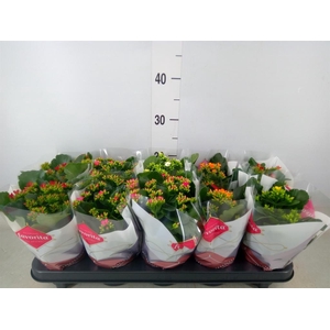 Kalanchoe blos.   ..mix 6