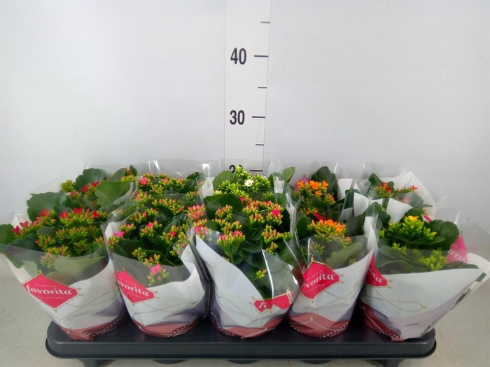 <h4>Kalanchoe blos. ..mix 6</h4>