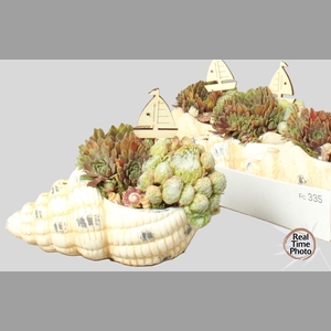 ARR SEMPERVIVUM