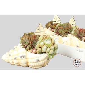 ARR SEMPERVIVUM