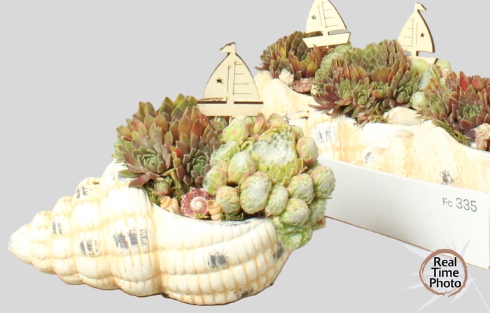 <h4>ARR SEMPERVIVUM</h4>