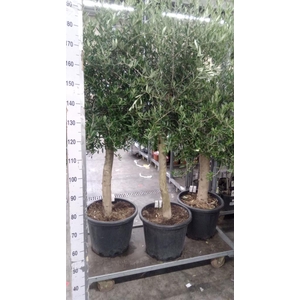 Olea europaea