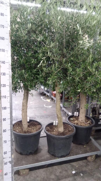 <h4>Olea europaea</h4>