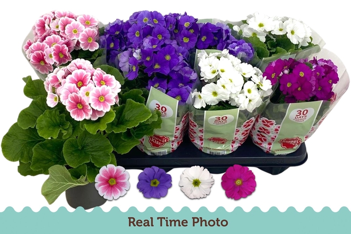 <h4>PRIM OB TM GEM</h4>