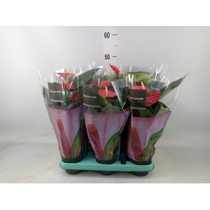 Anthurium andr.   ...mix  3