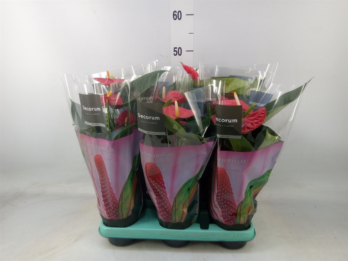 <h4>Anthurium andr.   ...mix  3</h4>