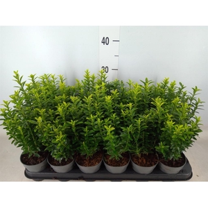 Euonymus japon. 'Microphyllus Albo'