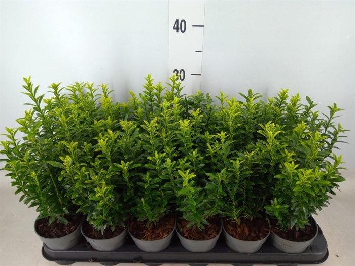 <h4>Euonymus japon. 'Microphyllus Albo'</h4>