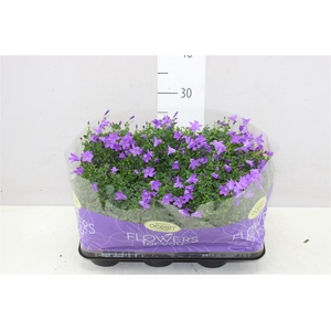 Campanula Port Ocean Blue