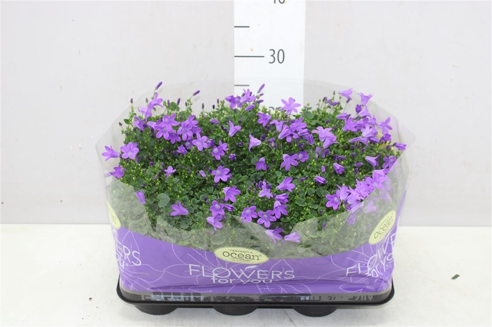 <h4>Campanula Port Ocean Blue</h4>