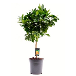 Citrus Orange stem P22