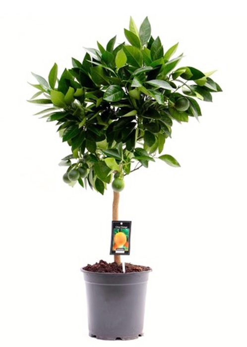 <h4>Citrus Orange stem P22</h4>