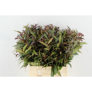 LEUCOTHOE WALTERI R 045CM