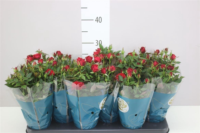 <h4>Rosa Star Red</h4>