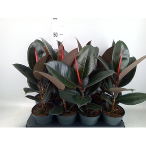 Ficus elastica 'Abidjan'
