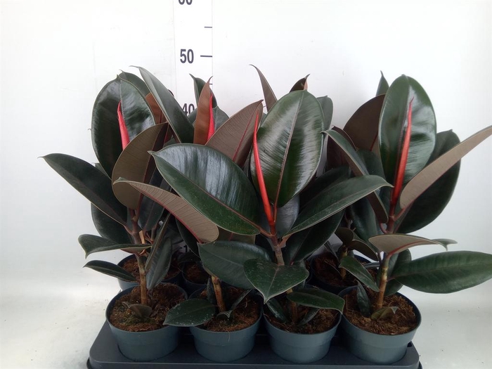 <h4>Ficus elastica 'Abidjan'</h4>