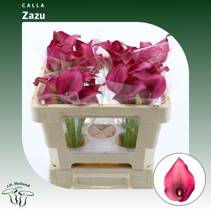 <h4>Calla Zazu</h4>