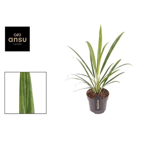 <h4>Aglaonema Forest Grass</h4>