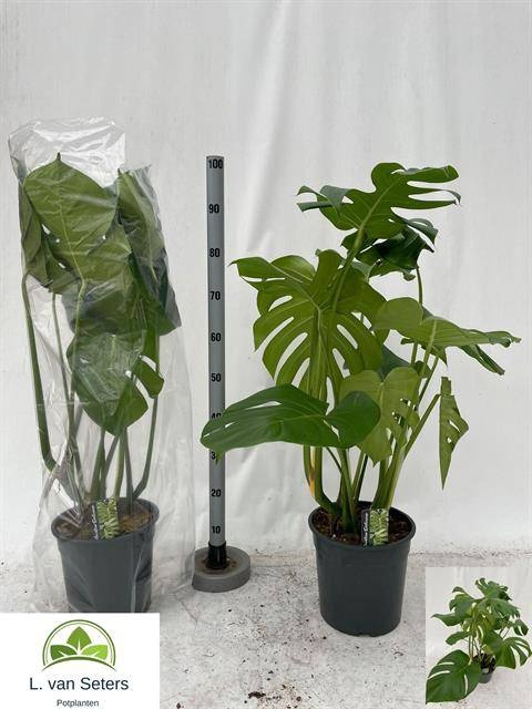<h4>MONSTERA DELICIOSA</h4>
