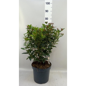 Viburnum tinus