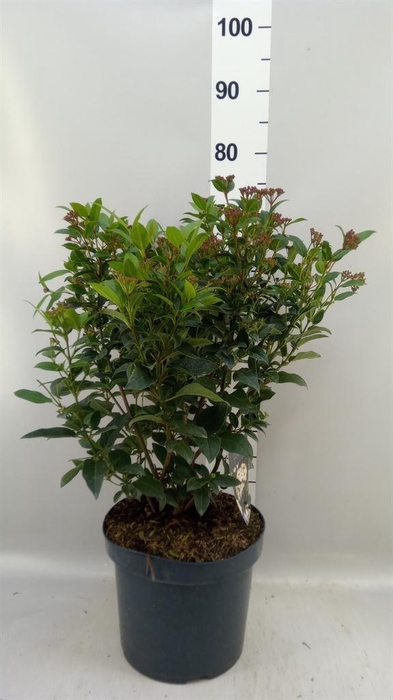 <h4>Viburnum tinus</h4>