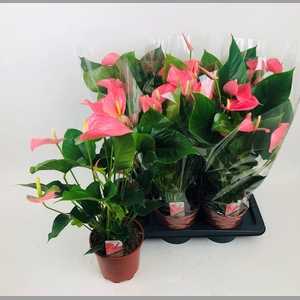 ANTHU AN P EXPLOSION