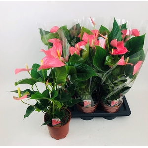 ANTHU AN P EXPLOSION