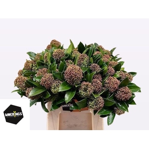 SKIM J FRAG CLOUD BS