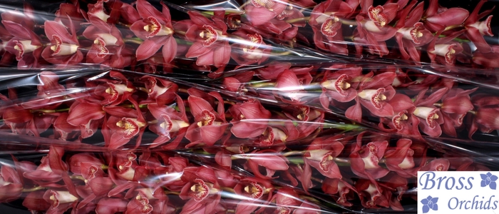 <h4>CYMB T BOLOGNA</h4>