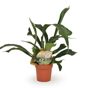 Platycerium bifurcatum