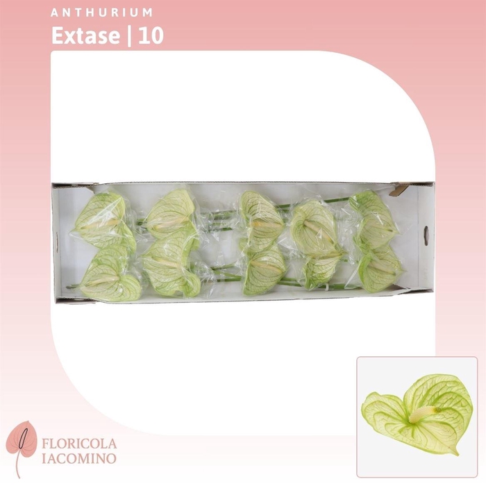 <h4>Anthurium Extase</h4>
